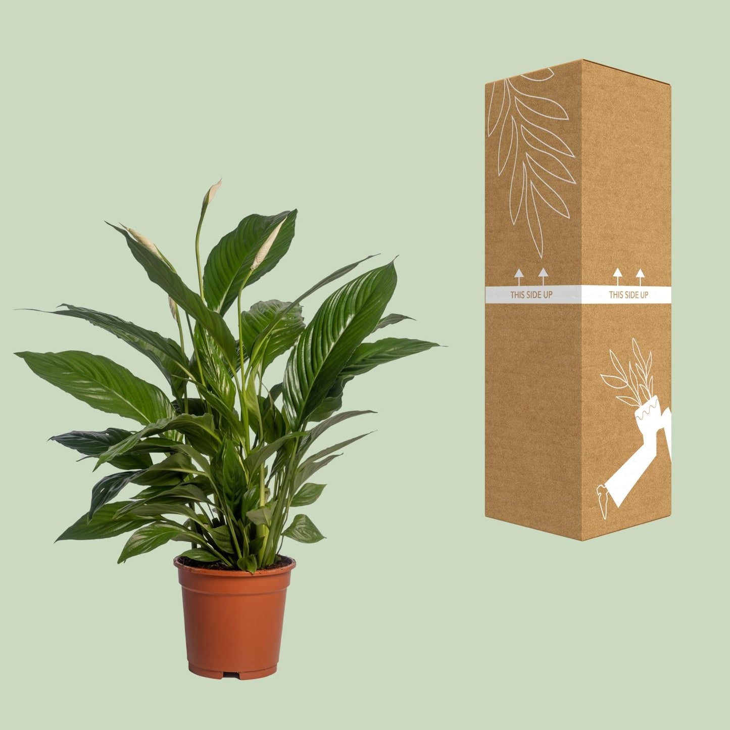 🌿 Spathiphyllum ‘Vivaldi’ Lepelplant