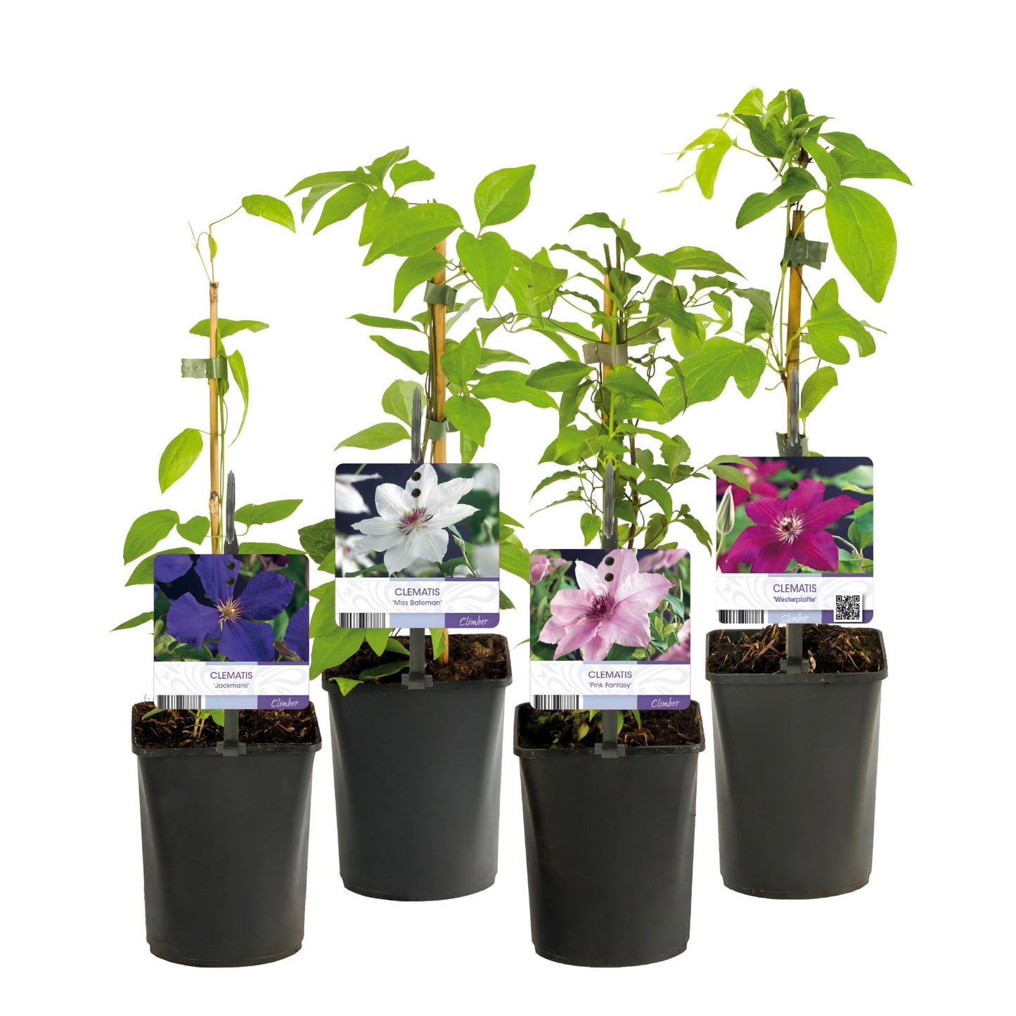 🌸 Clematis Mix ‘Rainbow’ (4 Stuks)