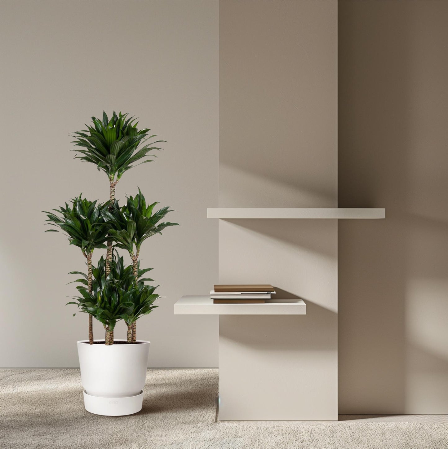 🌿 Dracaena Compacta Carrousel | Grote Luchtzuiverende Kamerplant