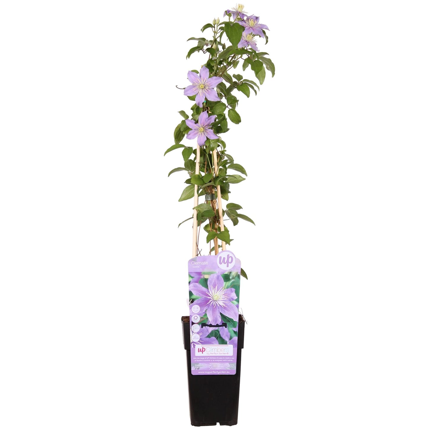 🌸 Clematis ‘Justa’ – Klimplant