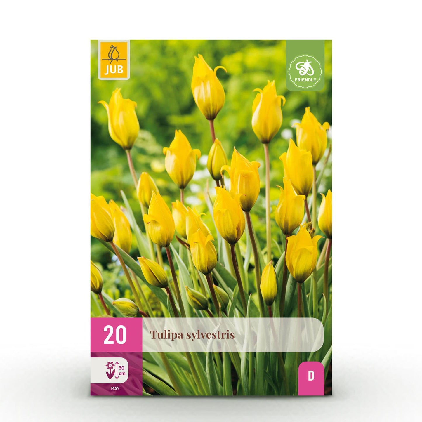 🌼💛 Tulp Sylvestris – Gele Bostulp (20 stuks)