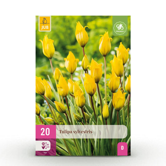 🌼💛 Tulp Sylvestris – Gele Bostulp (20 stuks)