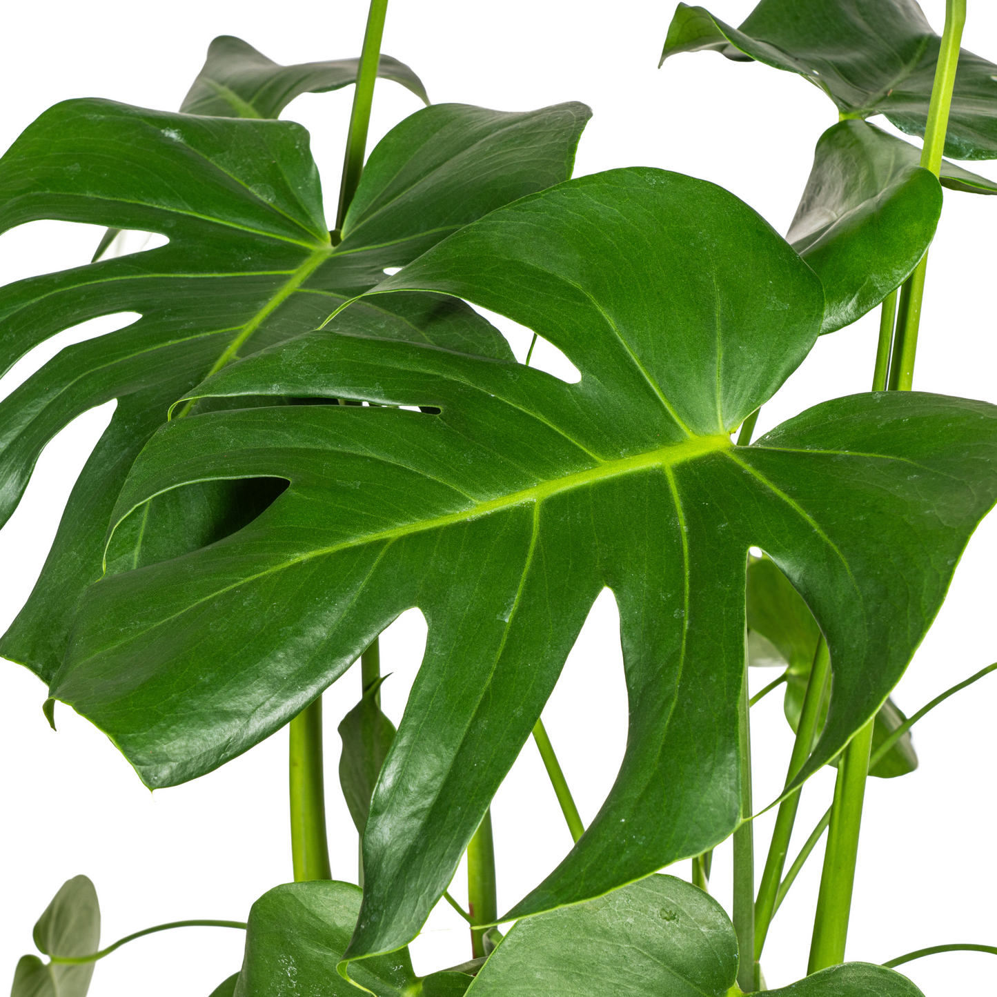 🌿 Monstera Deliciosa Tauerii – Zwitserse Kaasplant