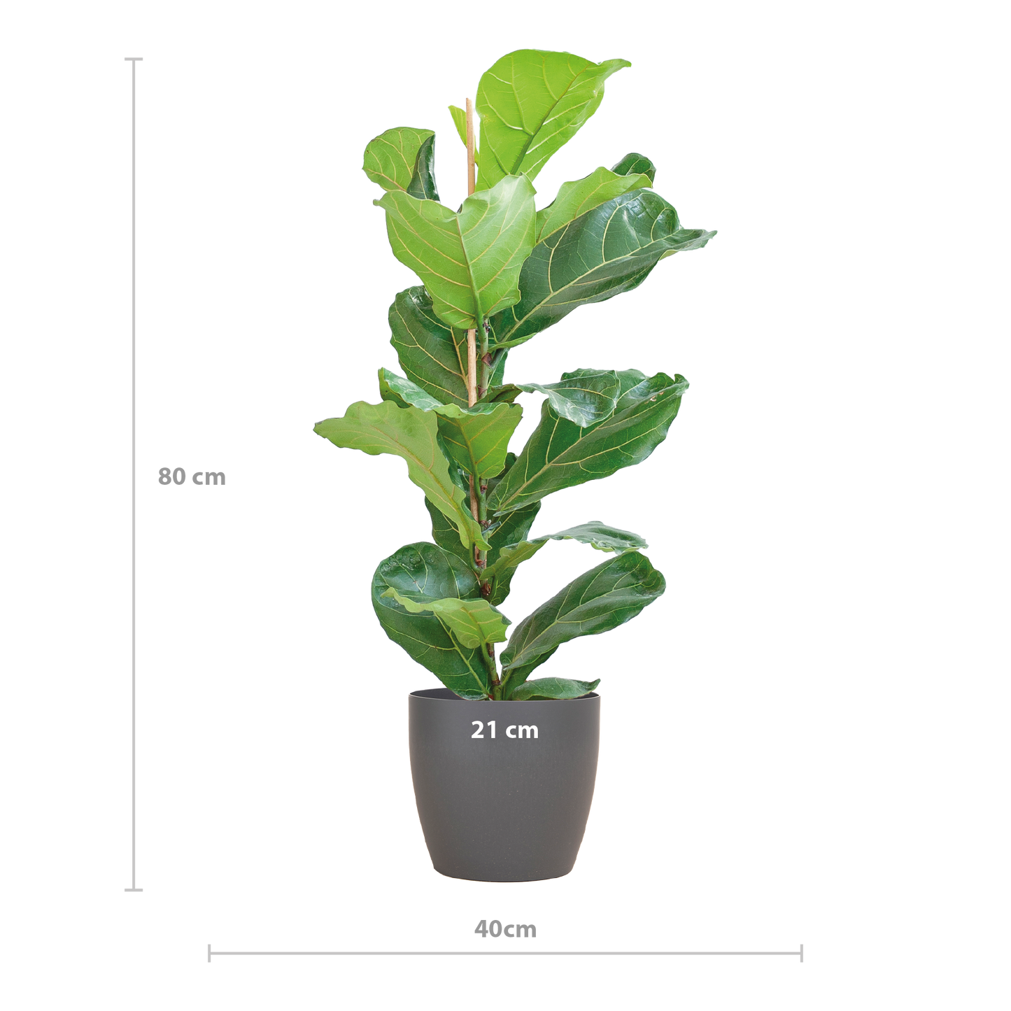 🌿 Ficus Lyrata – Vioolbladplant met Viber Pot Grijs