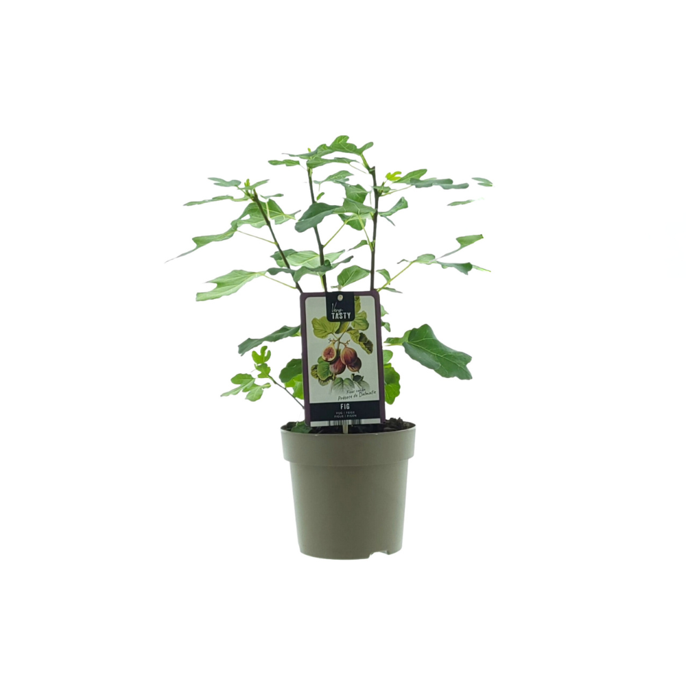 🌿 Ficus carica ‘Precose de Dalmatie’ – Vijgenplant