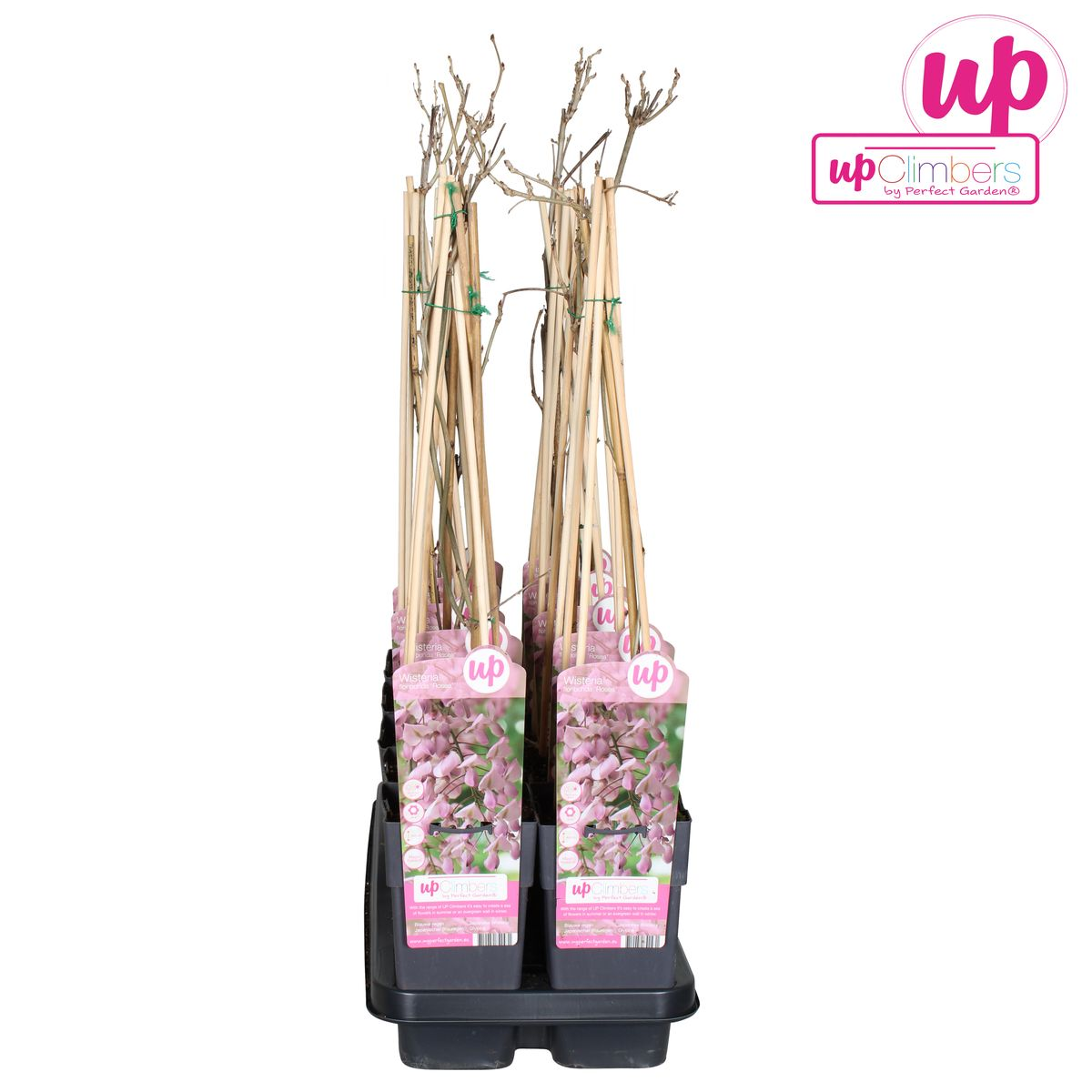 🌸 Wisteria floribunda ‘Rosea’ – Roze Blauwe Regen