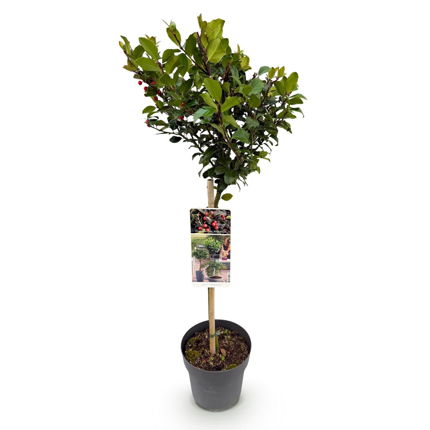 🌳 Ilex meserveae 'Blue Maid' op Stam