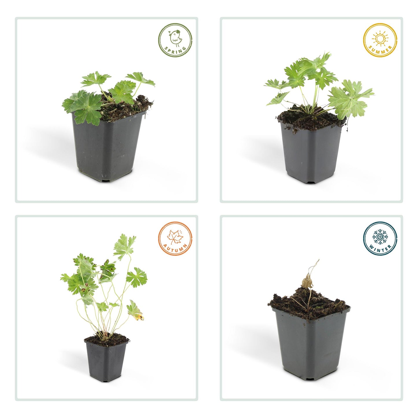 💜 Geranium ‘Rozanne’ – Winterharde Langbloeiende Vaste Plant (6 stuks)