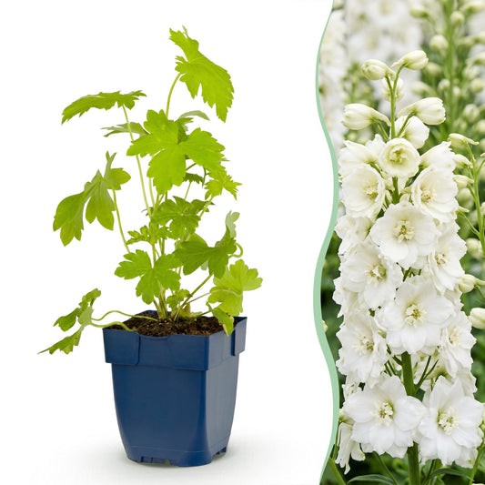 🌿 Delphinium (Pacific) 'Galahad' – Witte Ridderspoor | 3 stuks