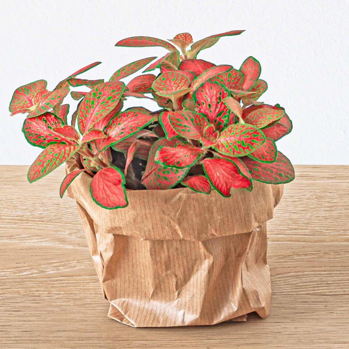 🌿 Terrarium Navulling & Startpakket – Jungle