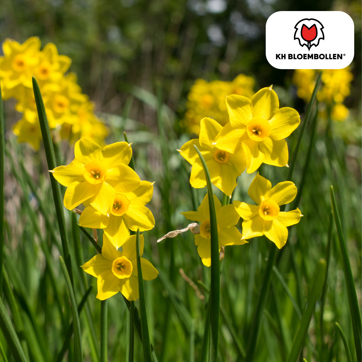 🌼 Narcis ‘Baby Boomer’ Compact & Rijkbloeiend (25 stuks)