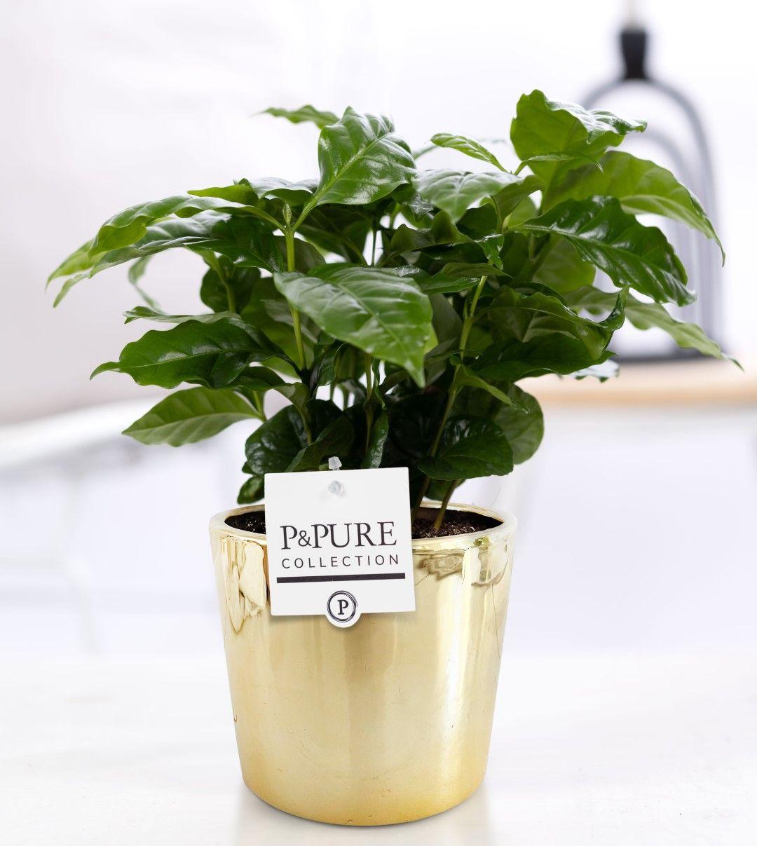 ☕ Coffea arabica – In P&PURE Laryssa Ceramics Shiny Gold