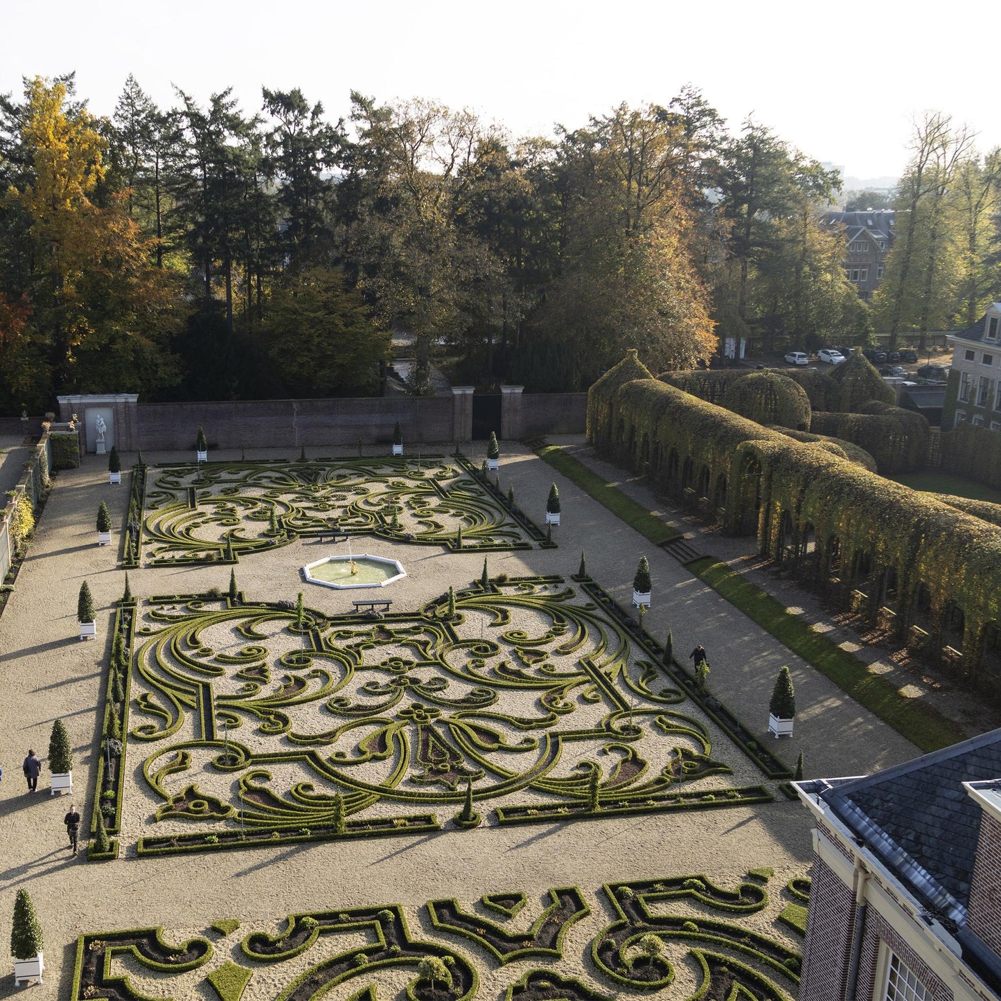 🌿 Buxus 'BetterBuxus Babylon Beauty' – Buxus Haag ( 14 stuks)