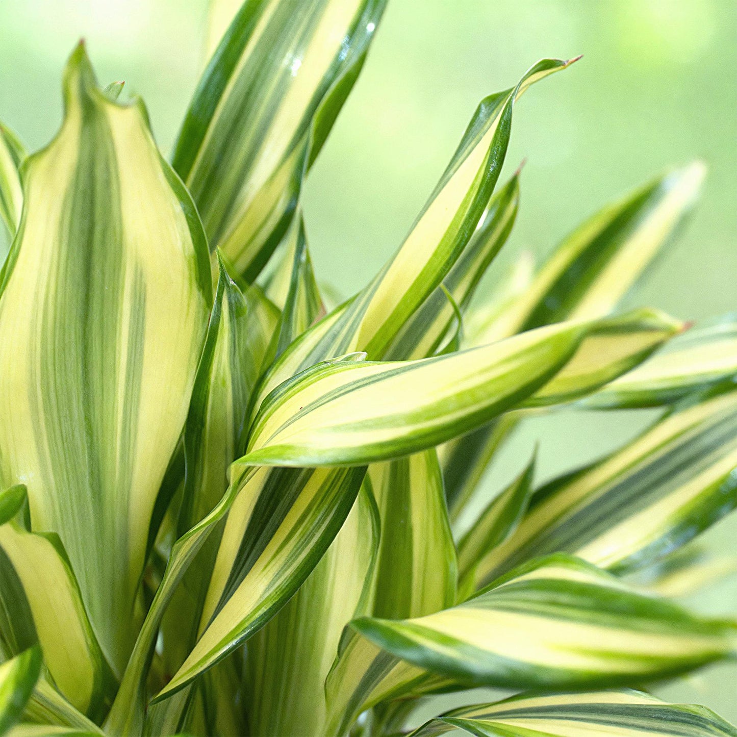 🌿 Dracaena Diamond Dream | Makkelijke Kamerplant met Mand