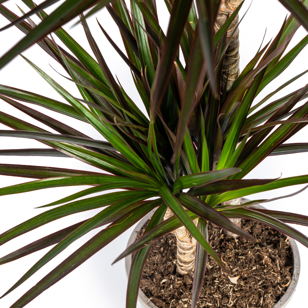 🌿Dracaena Marginata ‘Magenta’