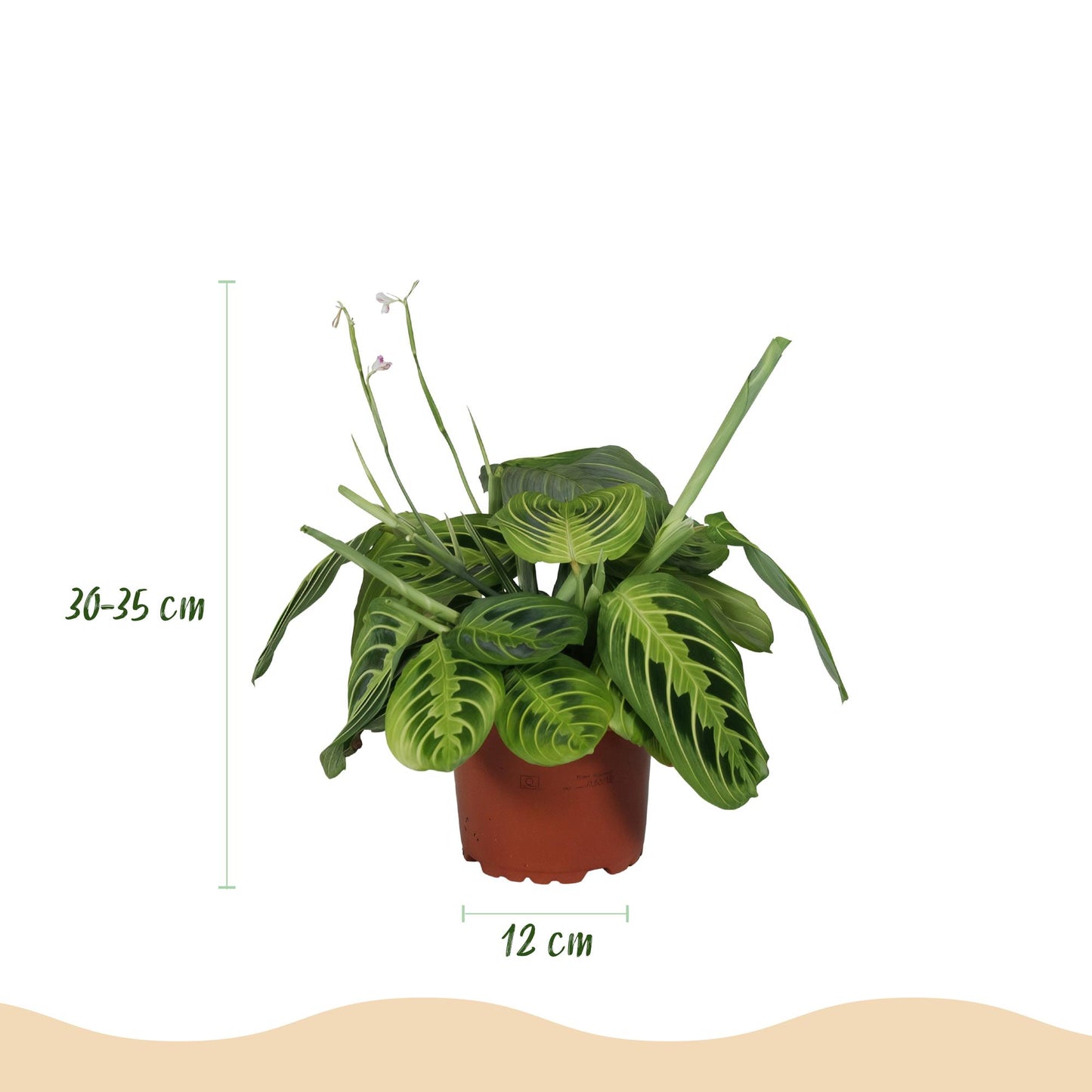 🌿 Maranta Lemon Lime | Diervriendelijke Gebedsplant met Witte Pot (2 stuks)