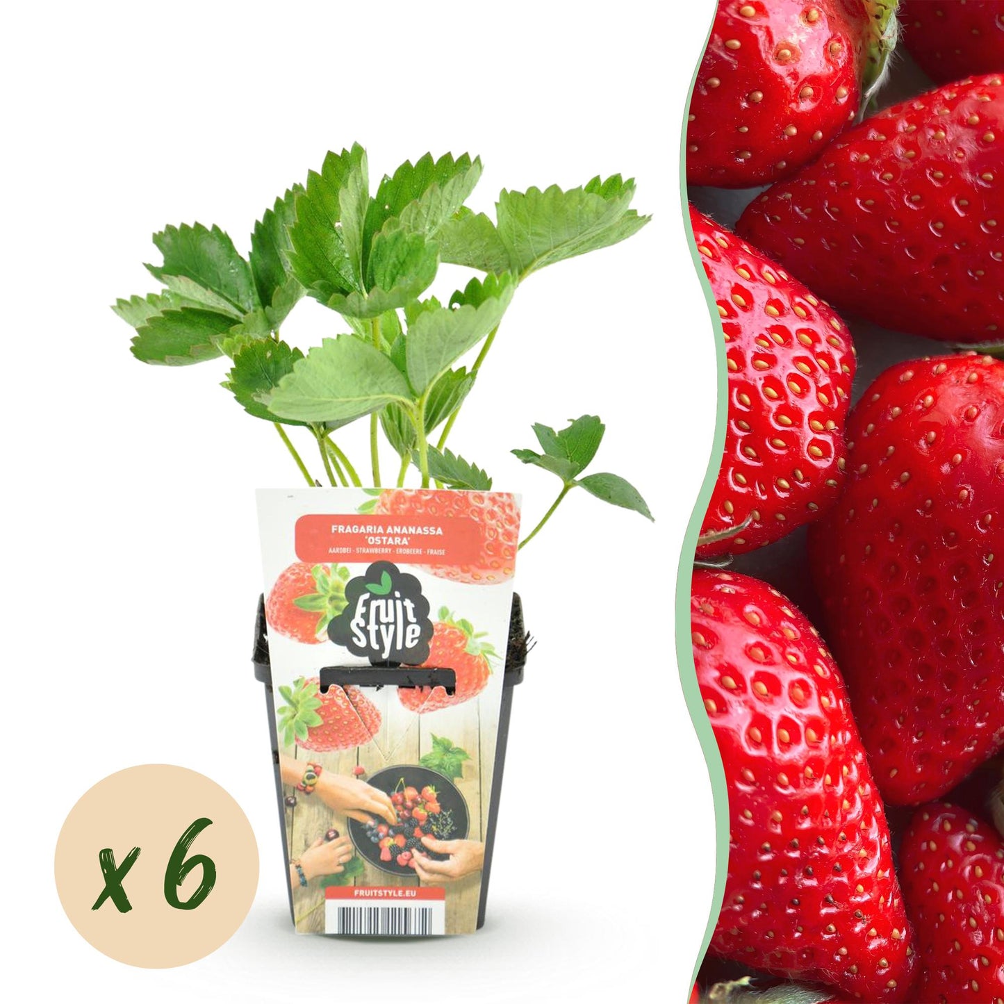 🍓 Fragaria ‘Elsanta’ – Aardbeiplant | (6 stuks)