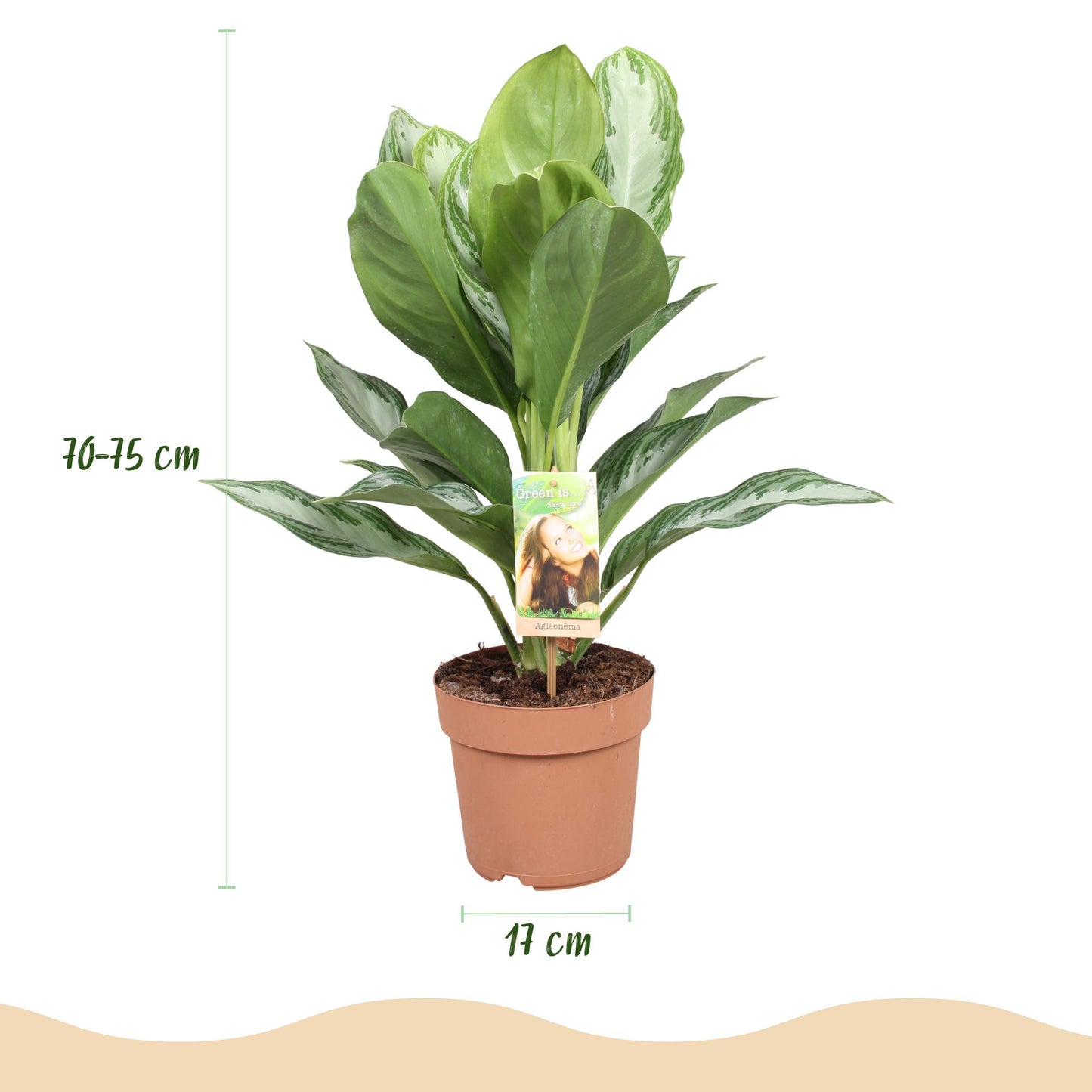 🌿 Aglaonema ‘Silver Bay’ | Zilverblad Kamerplant