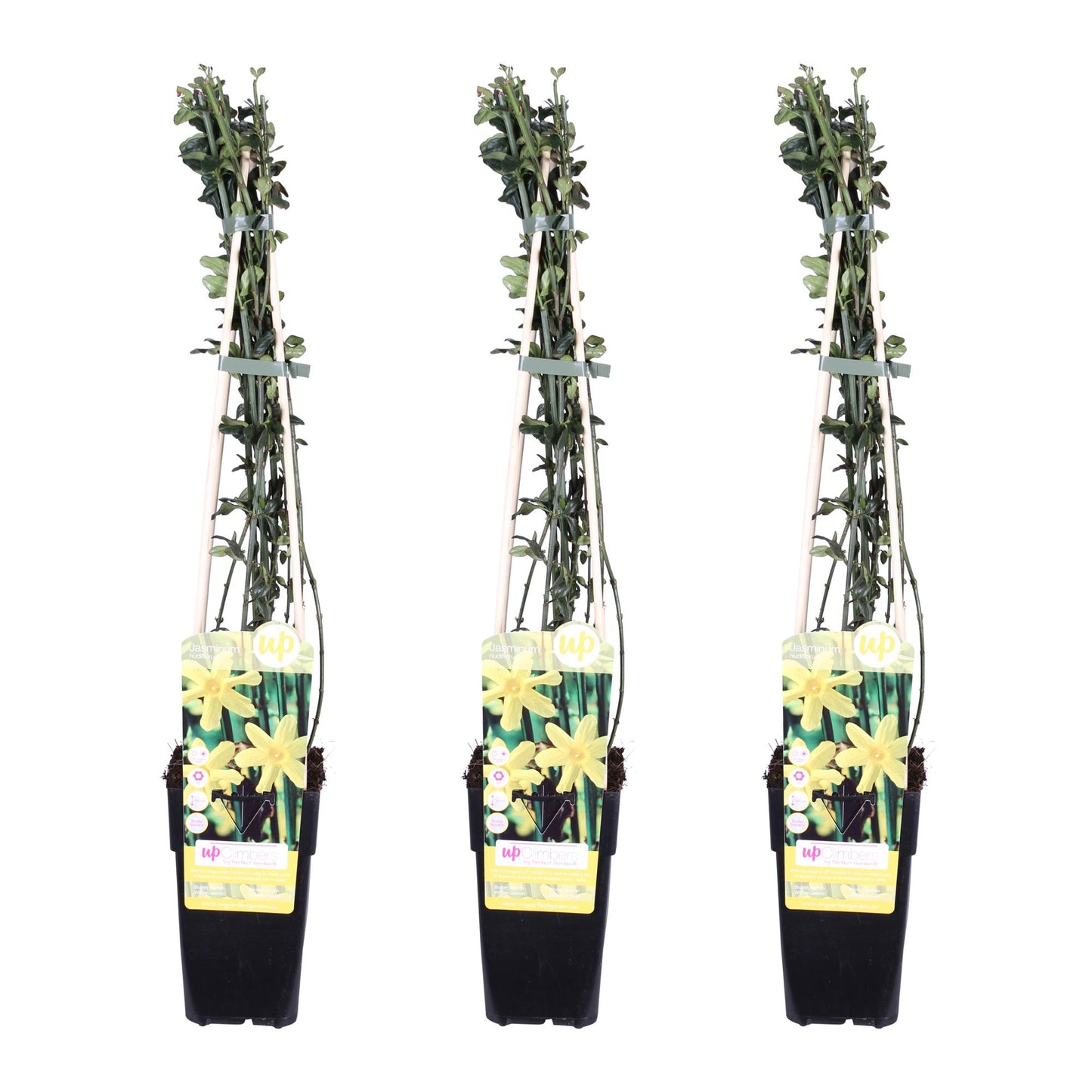 🌼 Jasminum nudiflorum – Set van 3 – Ø15cm – ↕65cm – Winterjasmijn met Gele Bloemen