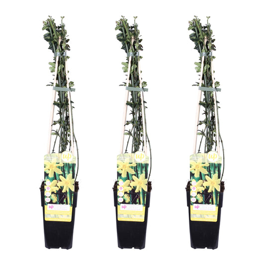 🌼 Jasminum nudiflorum – Winterjasmijn met Gele Bloemen (3 Stuks)