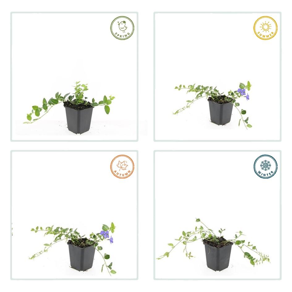 Vinca minor ‘Ralph Shugert’ – Bloeiende bodembedekker – (24 stuks)