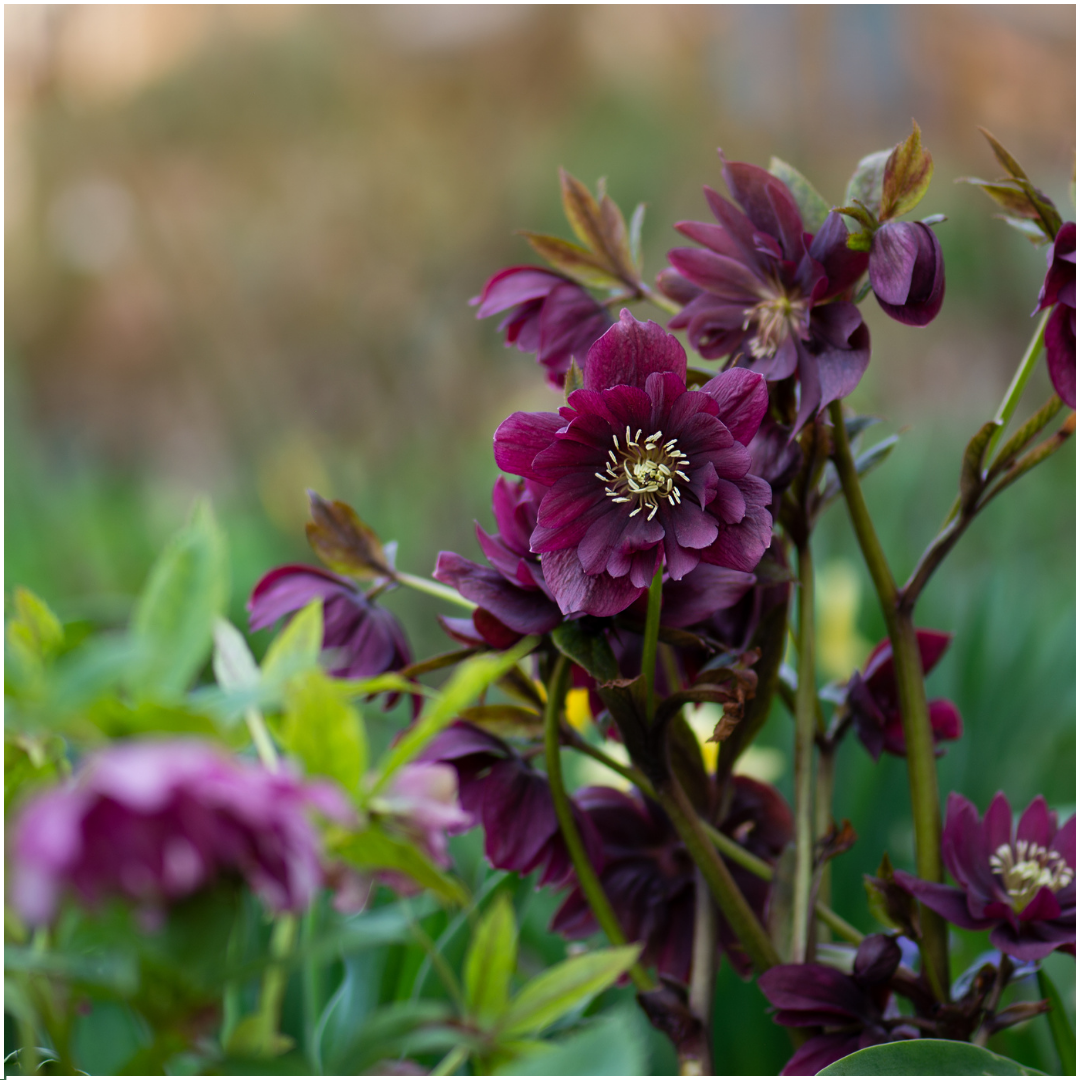 🌸 Helleborus Specials – Winterbloeiers (3 Stuks)