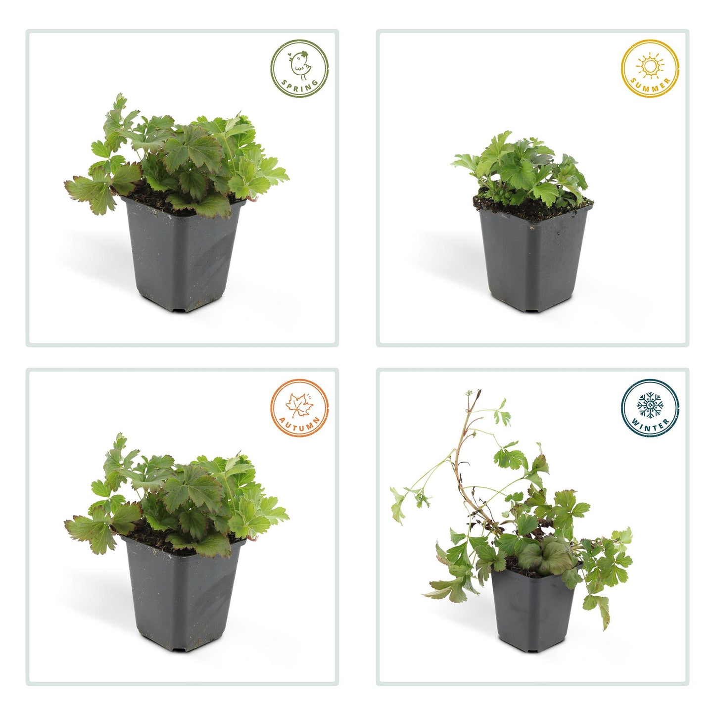 🌿 Waldsteinia ternata – Winterharde Groenblijvende Bodembedekker (6 stuks)
