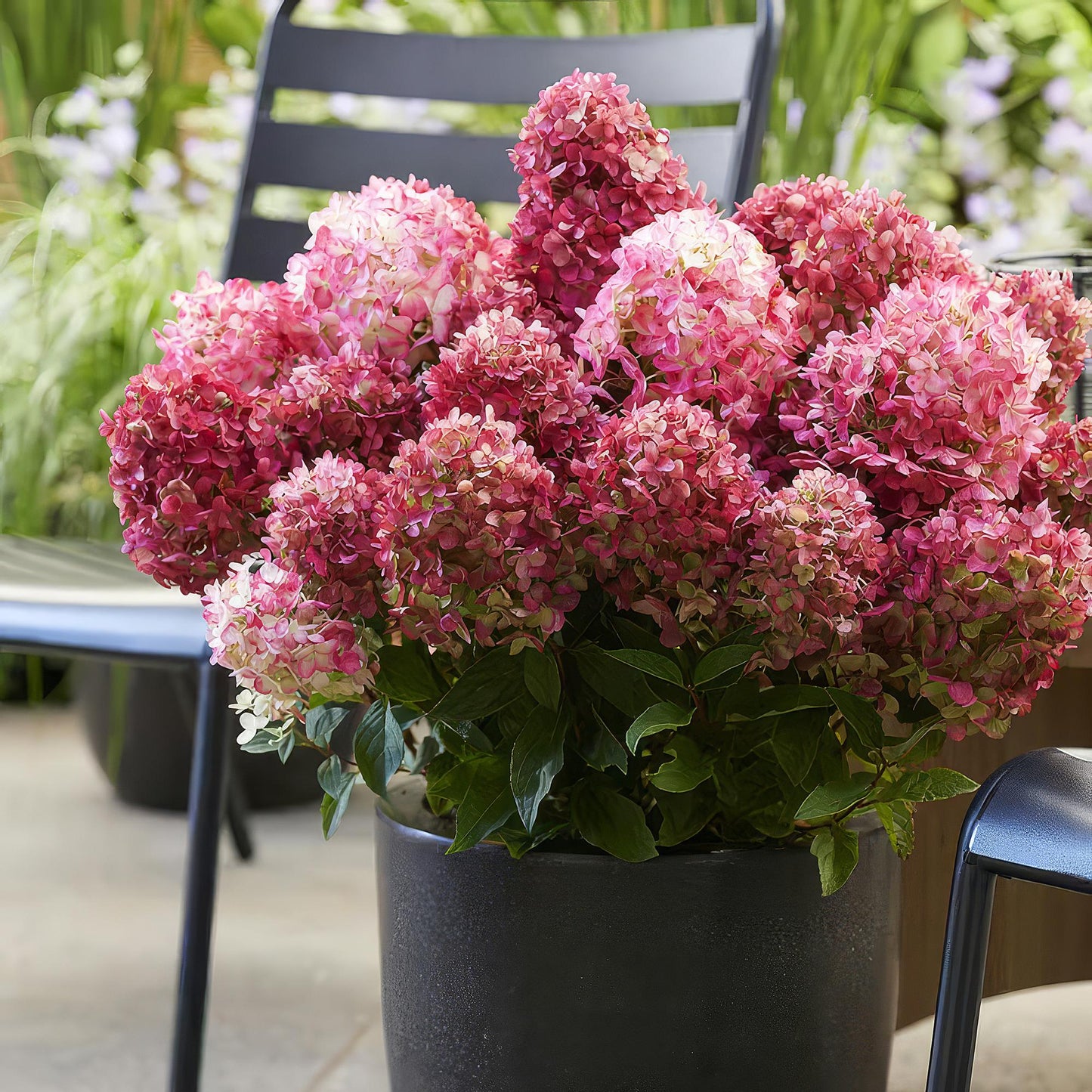 🌸 Hydrangea panniculata ‘Living Little Rosy’ – Pluimhortensia | (3 stuks)