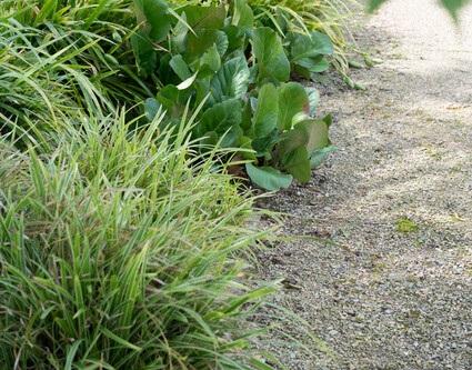 🌿 Bergenia ‘Herbstblüte’ – Wintergroene Bloeiende Bodembedekker (24 stuks)