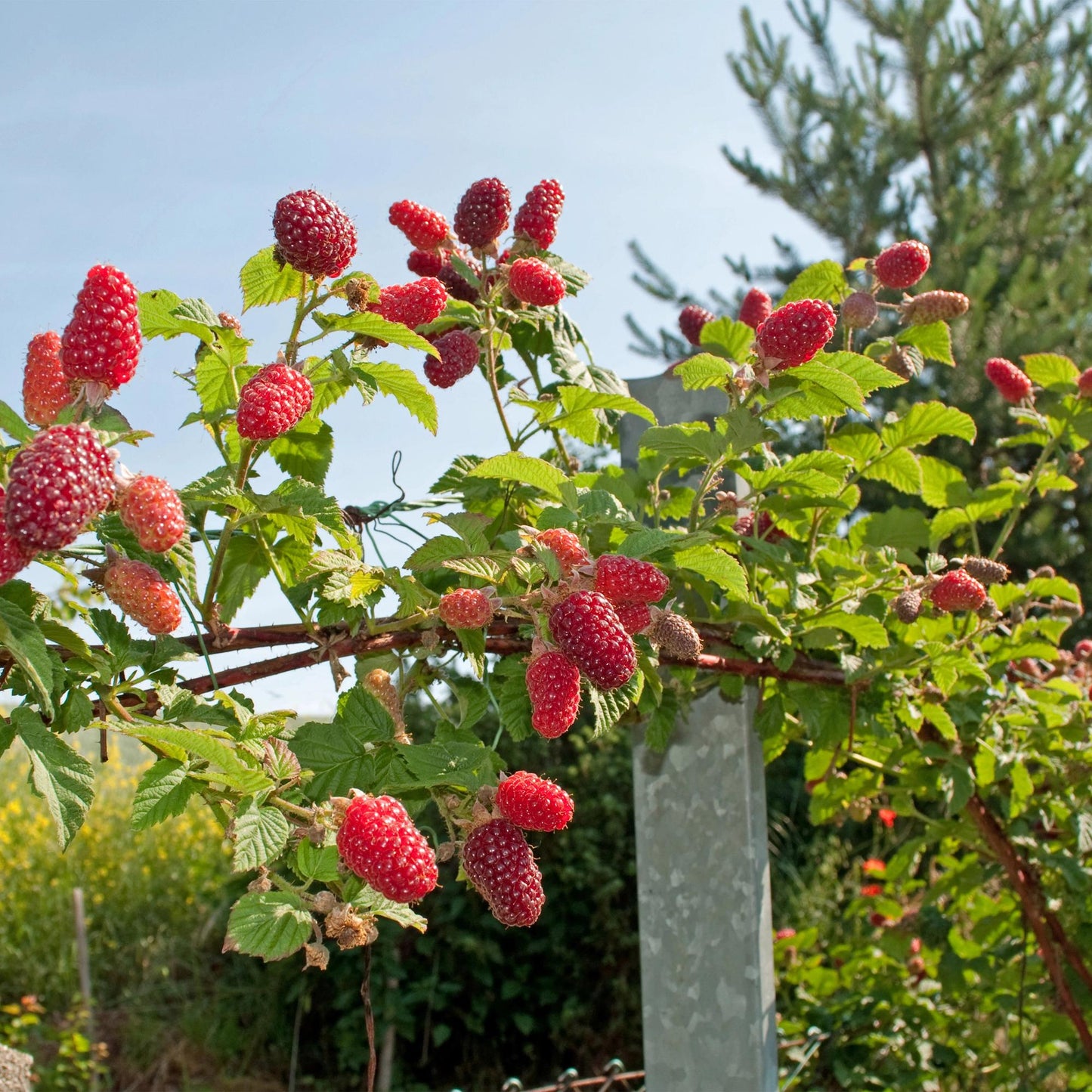 🍓 Rubus ‘Tayberry’ – Taybes (2 Stuks)
