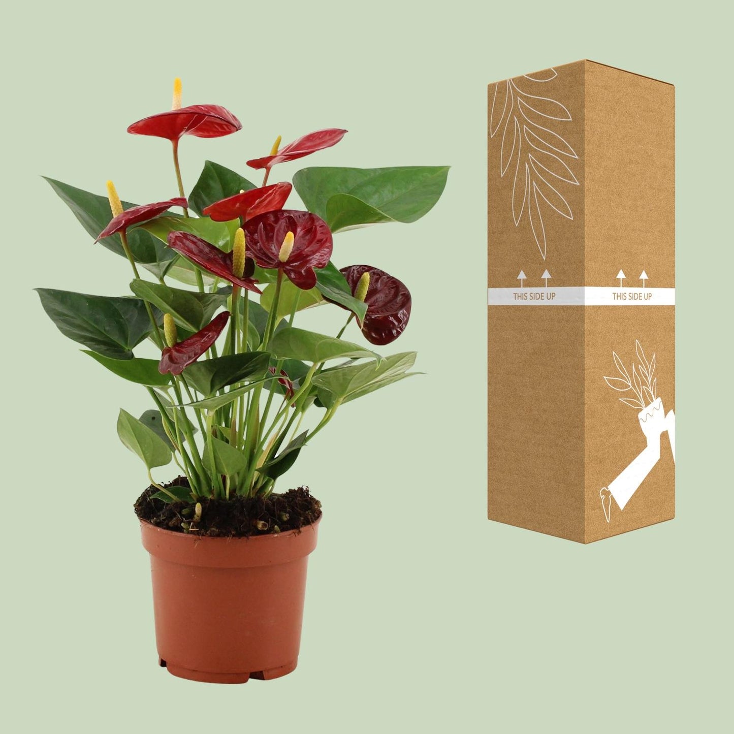 🌺 Anthurium Calon | Bloeiende Kamerplant