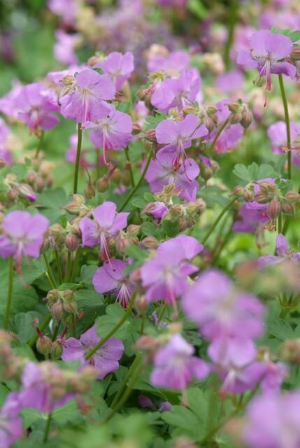 🌸 Geranium ‘Cambridge’ – Winterharde Bloeiende Bodembedekker (6 stuks)