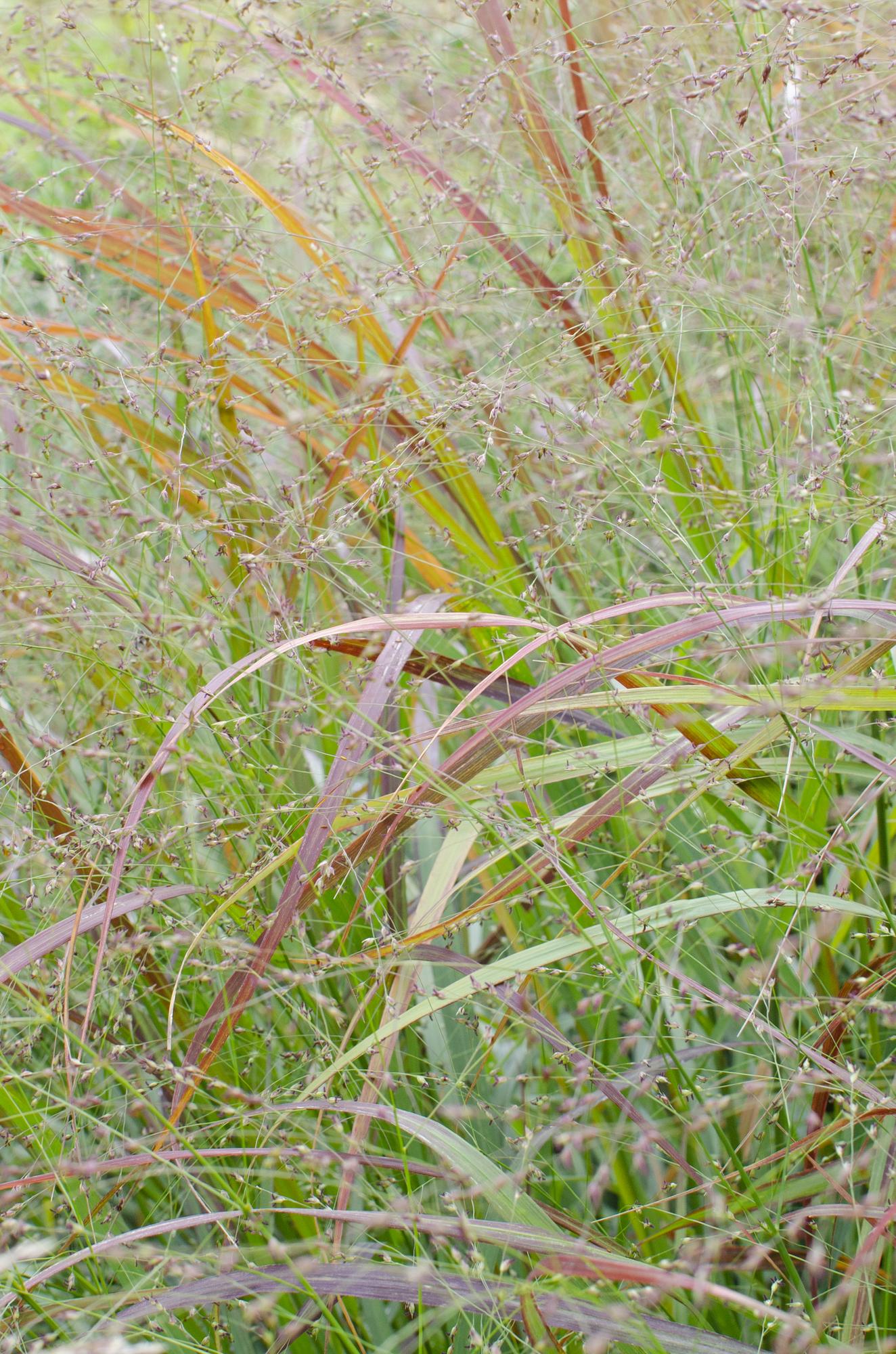 🔥 Panicum virgatum ‘Cheyenne Sky’ – Rood Siergras