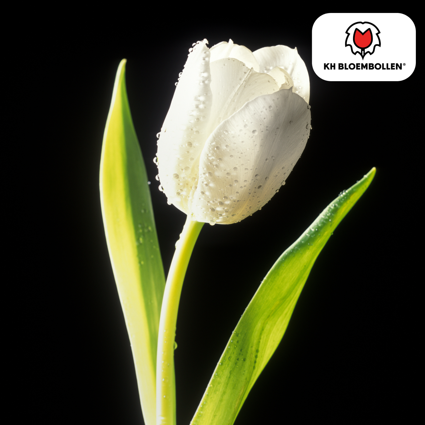 🌷 Tulpenbollen ‘Catherina’ – Witte Tulp (20 Stuks)