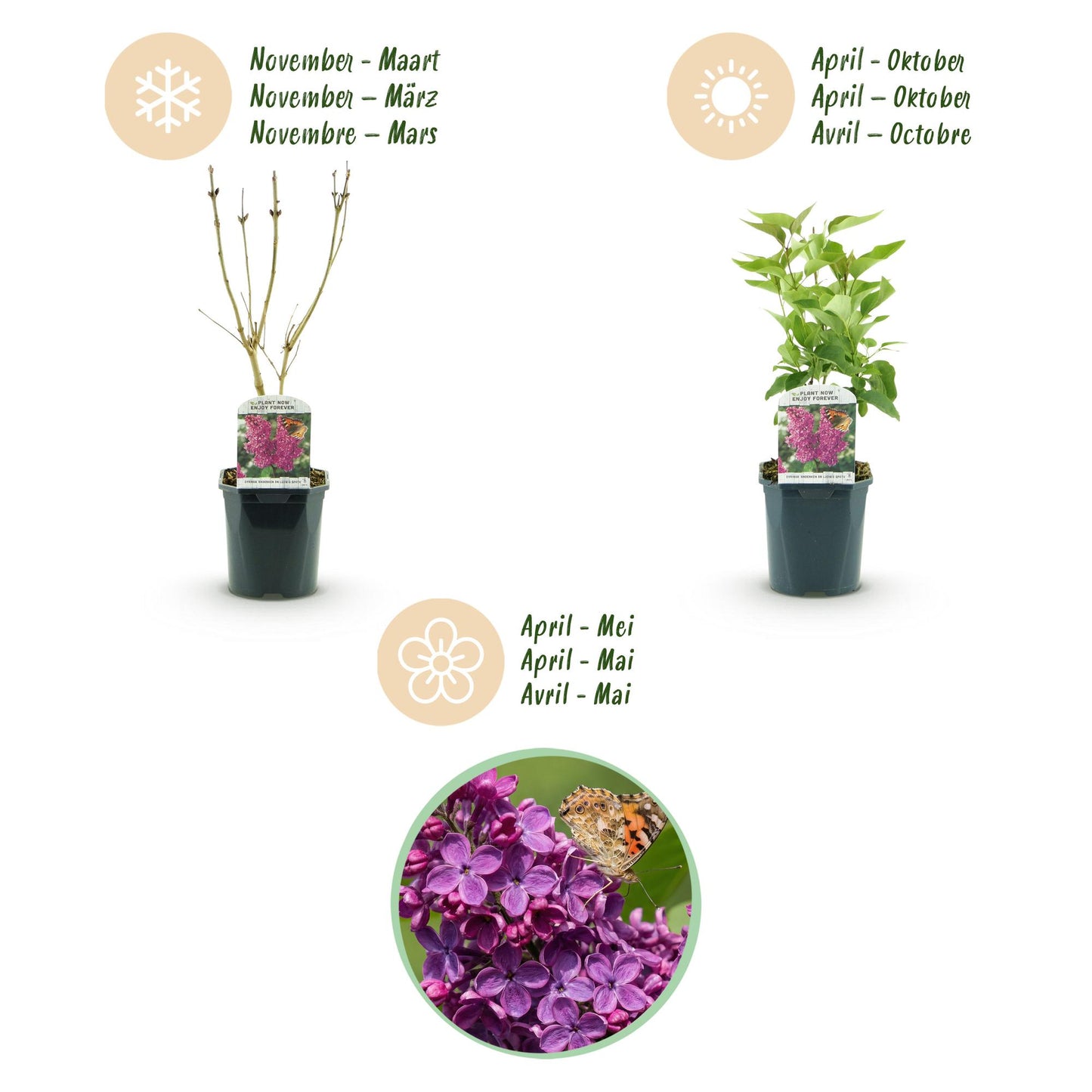 💜 Syringa vulgaris ‘Ludwig Späth’ – Paarse Sering