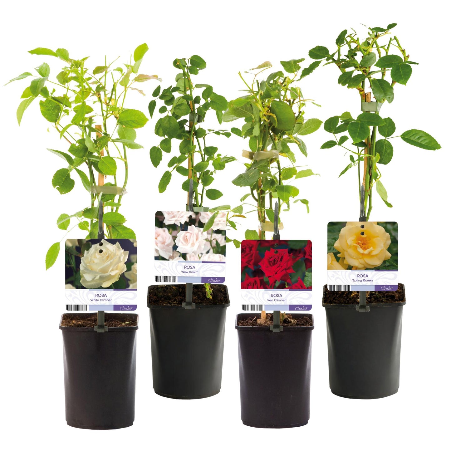 🌹 Rosa ‘Rainbow’ – Klimroos (4 Stuks)