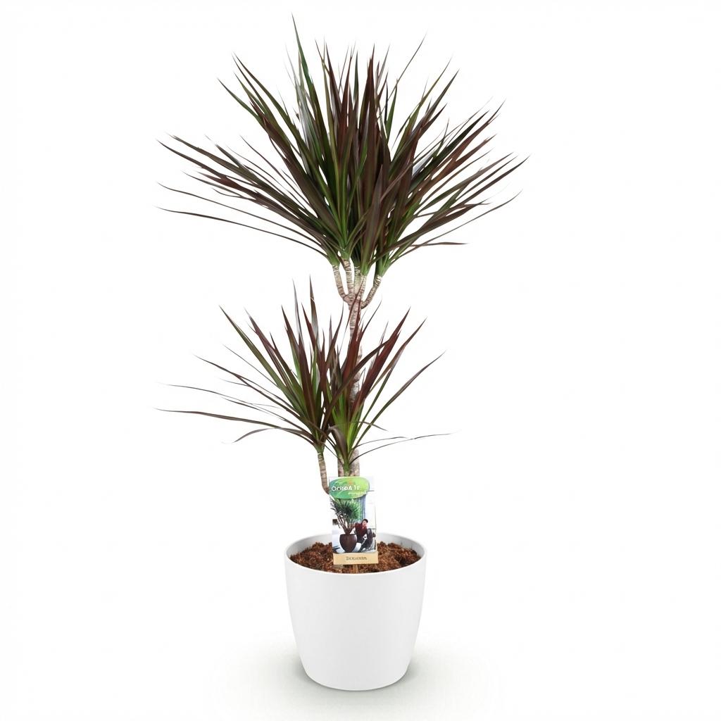 🌿 Dracaena ‘Magenta’ | Drakenbloedboom met Witte Pot (XL)