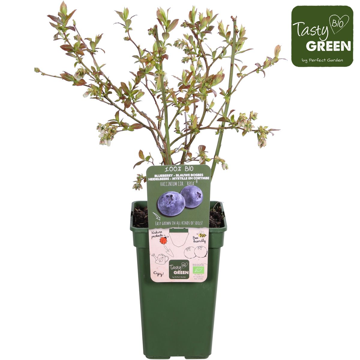 🫐 Vaccinium corymbosum ‘Reka’ – Blauwe Bes