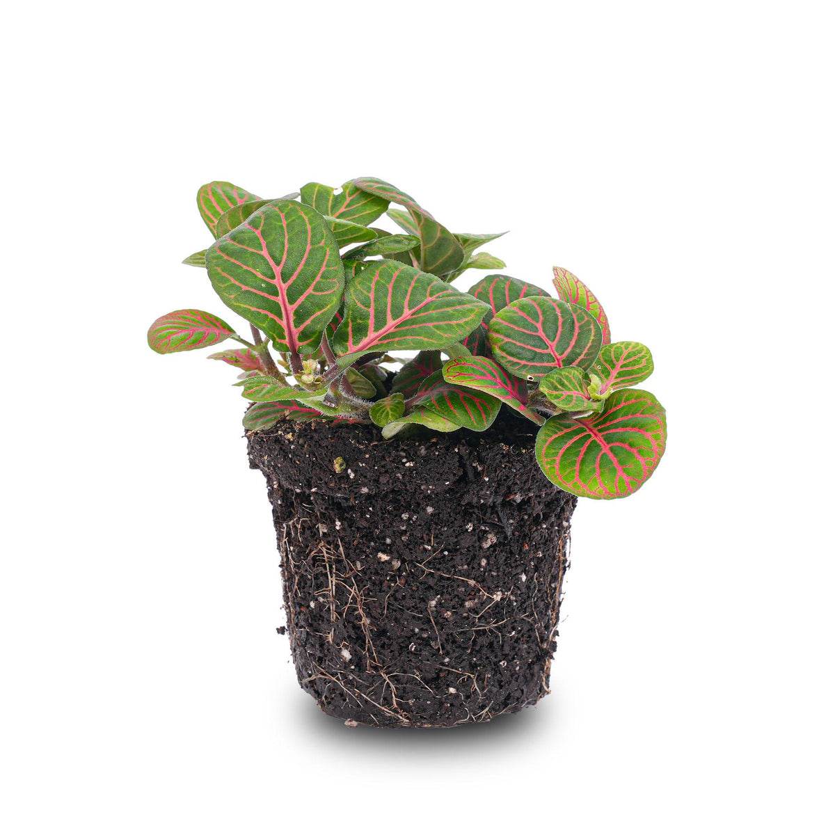 🌿 Fittonia ‘Bubble Red’ – Mozaïekplant