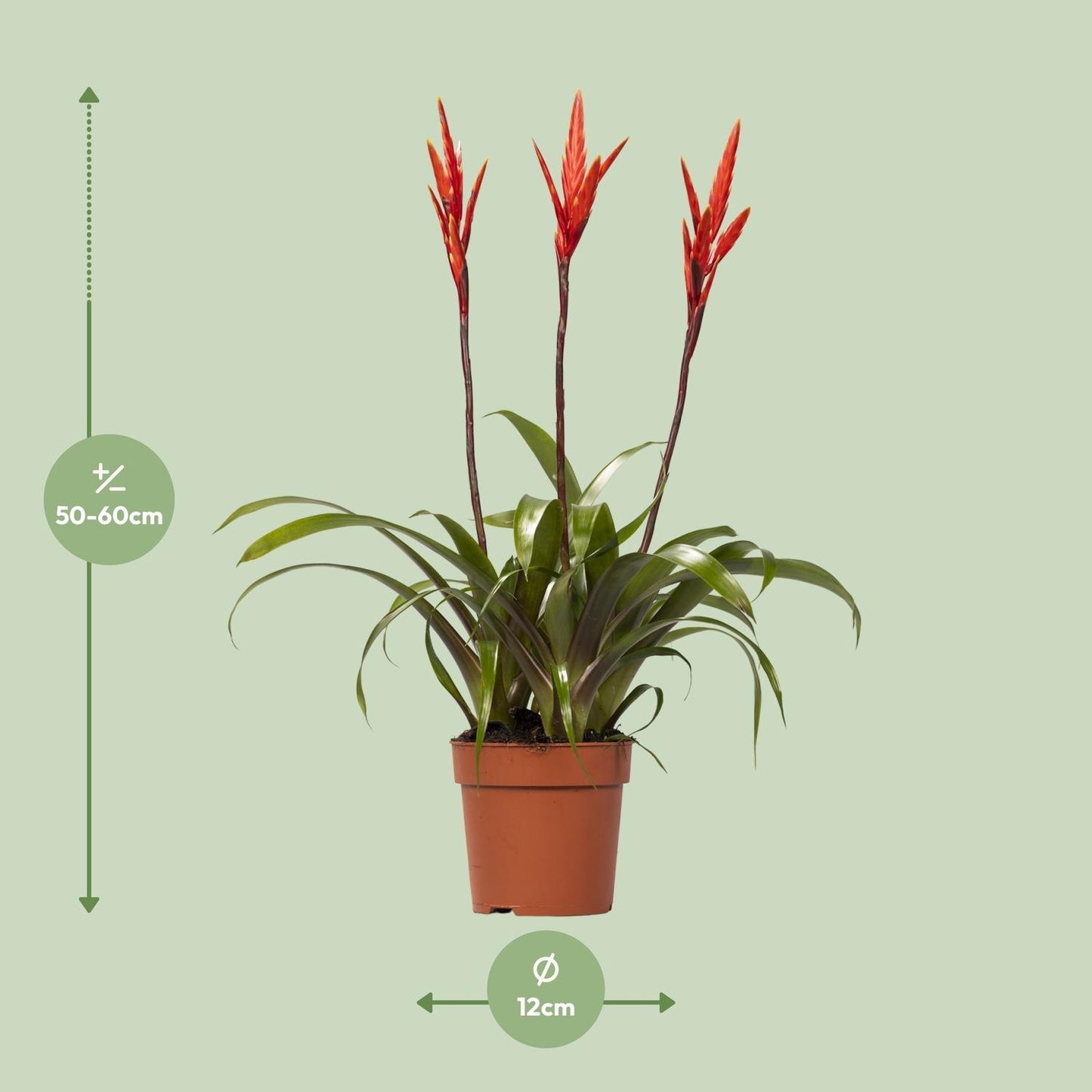 🌸 Vriesea ‘Elan Toef’ Bromelia