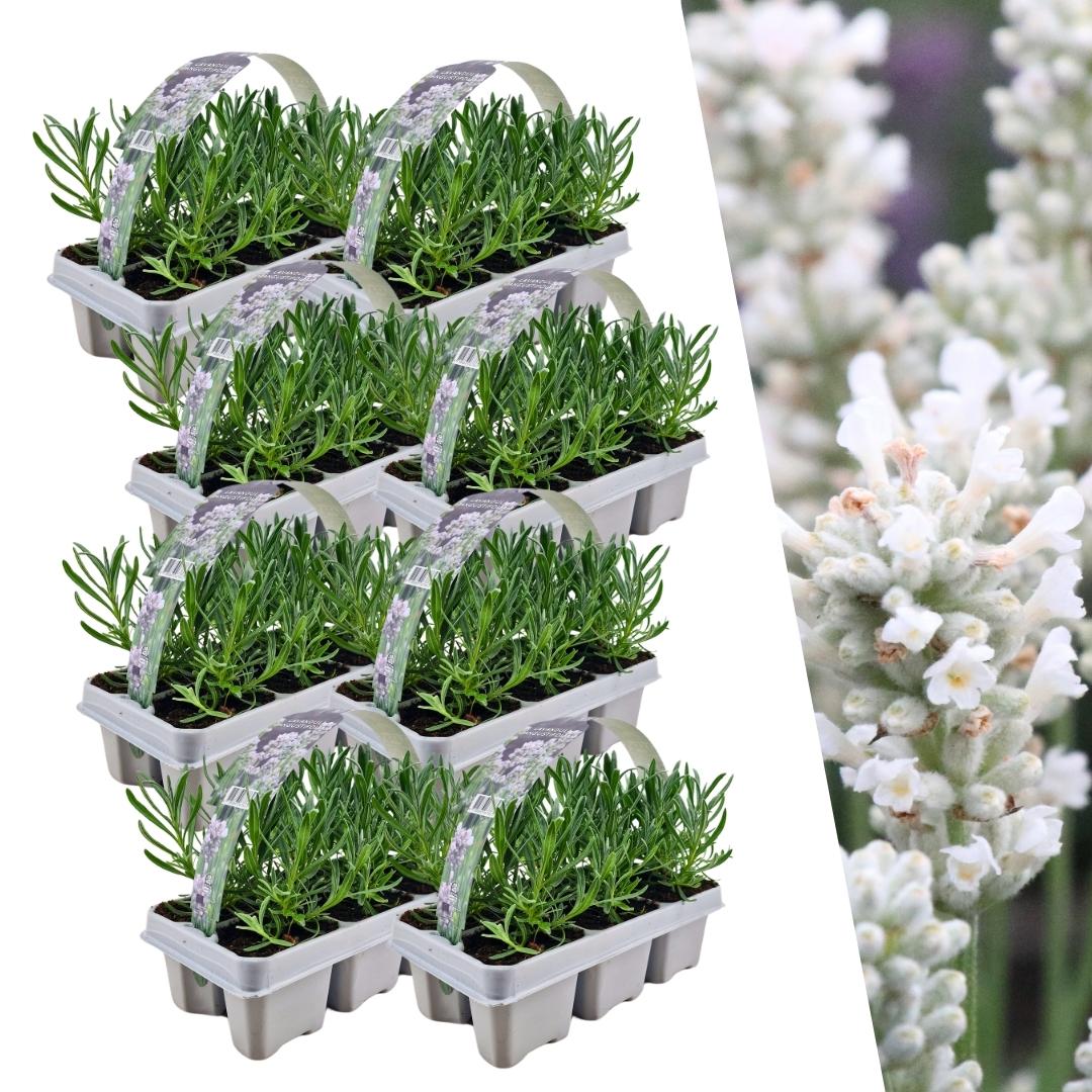 🤍 Lavandula angustifolia ‘White’ – Witte Lavendel (48 Stuks)