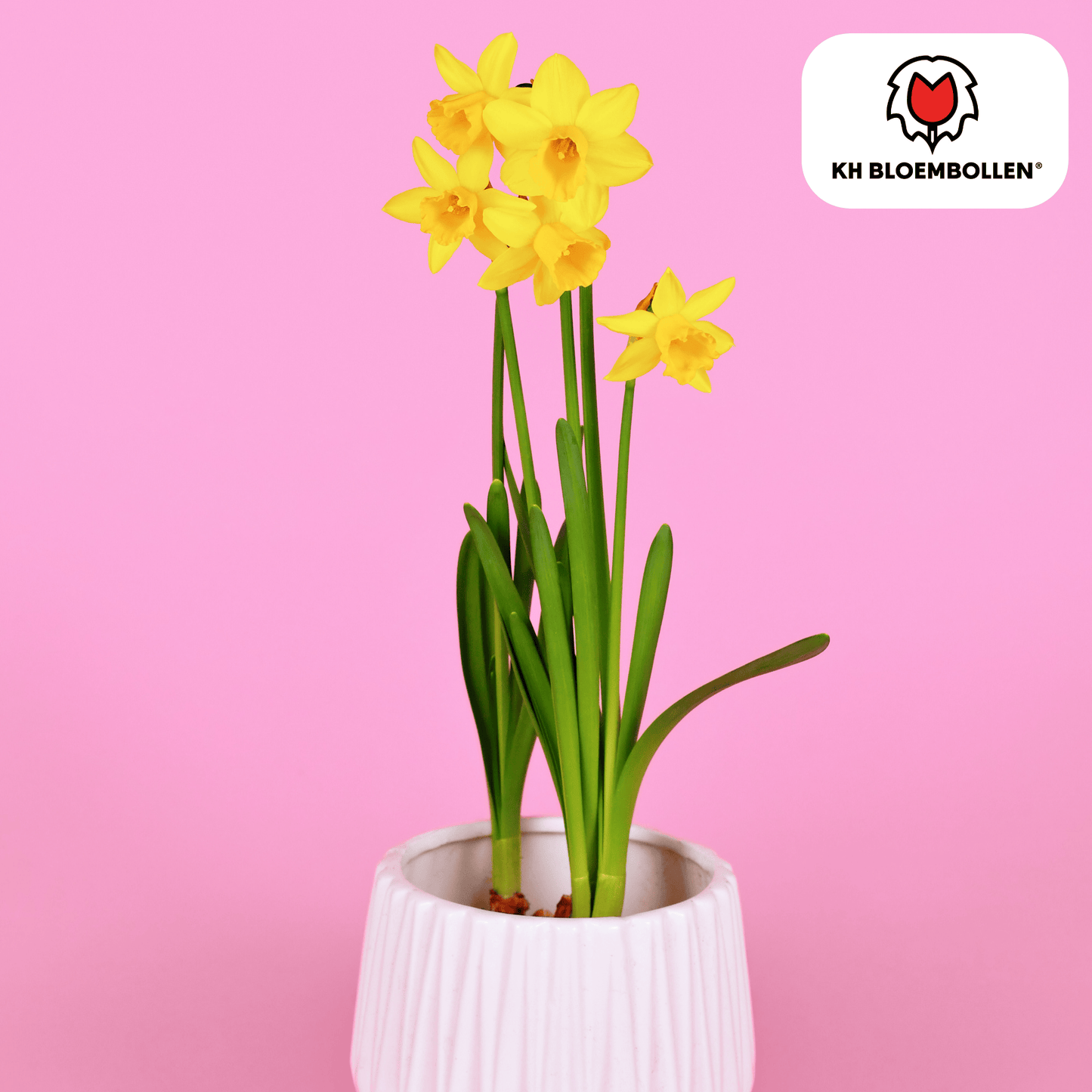 🌼 Narcis ‘Tête-à-Tête Vroege Voorjaarsbloeier & Bijenlokker (25 stuks)