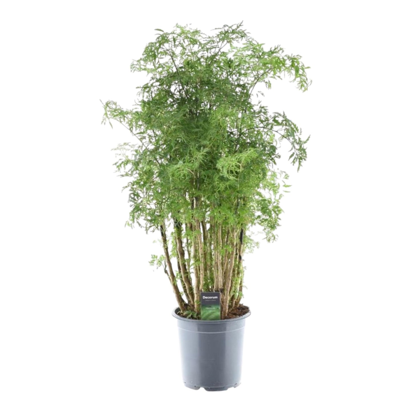 🌿 Polyscias Hawaiiana Ming – Elegante Aralia met Fijn Vertakt Blad