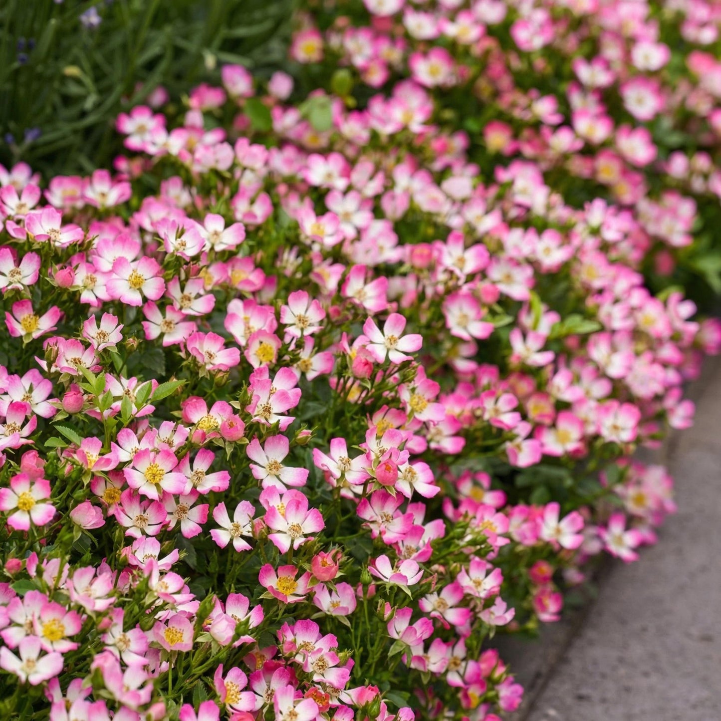 🌸 Rosa 'Cutie Pie' | Compacte Roze Rozen voor Tuin & Balkon (3 stuks)