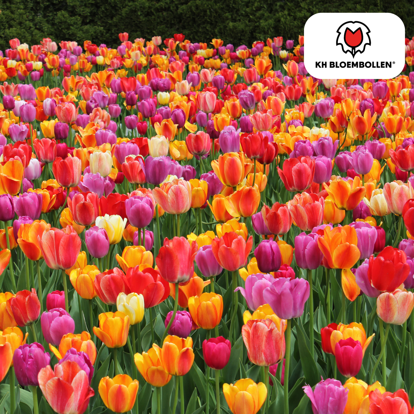 🌷 Tulpenbollen Kleurenmix (20 Stuks)