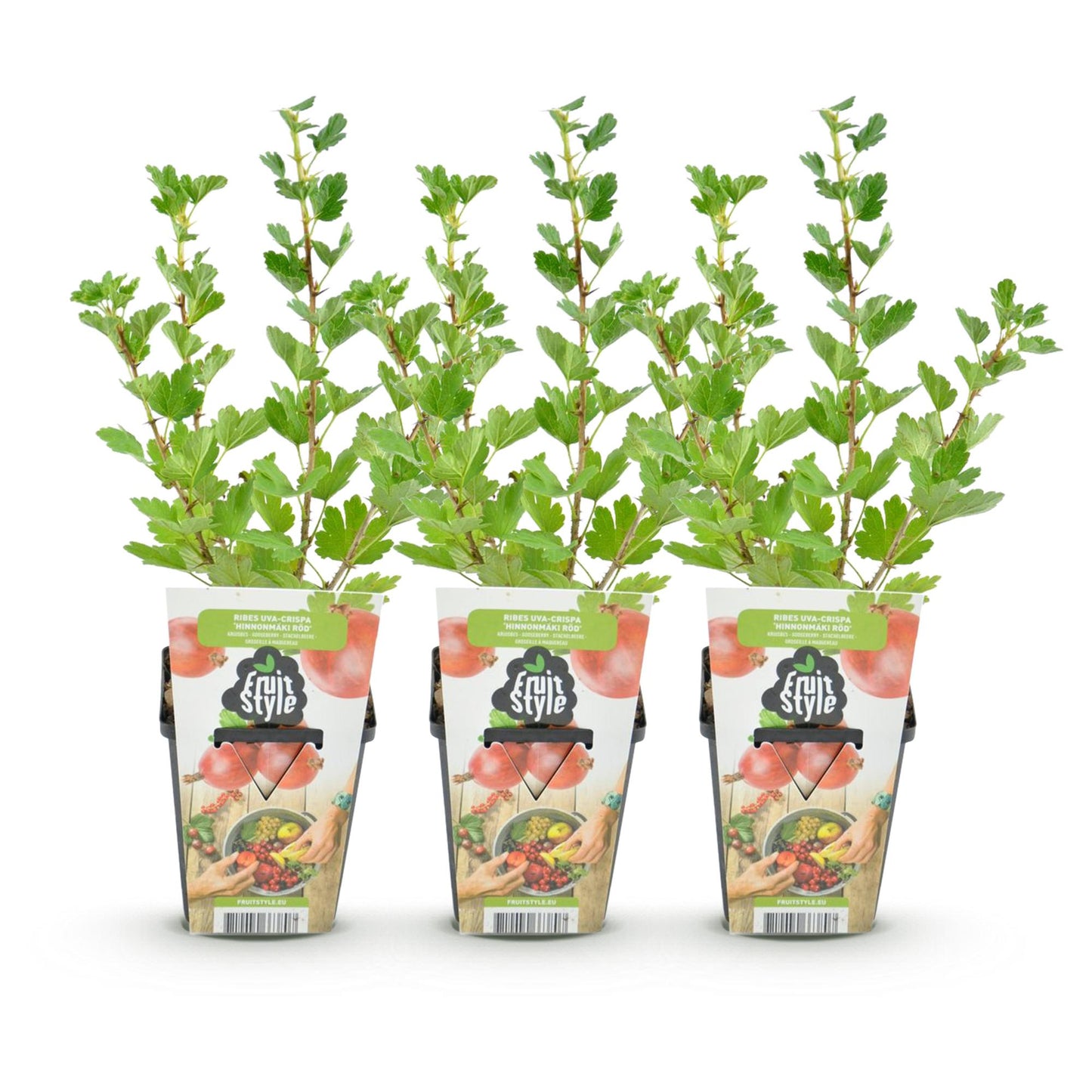🍒 Kruisbes ‘Hinnonmäki Röd’ – Ribes uva-crispa | (3 stuks)