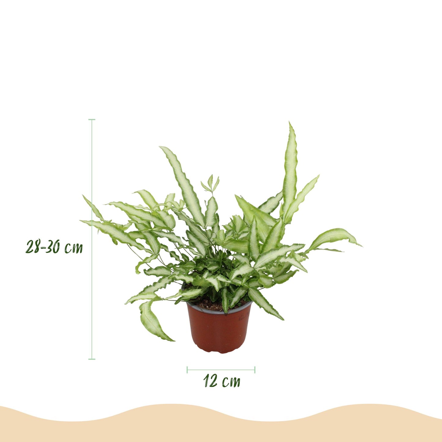🌿 Pteris Albolineata | Diervriendelijke Lintvaren met Witte Pot (2 stuks)