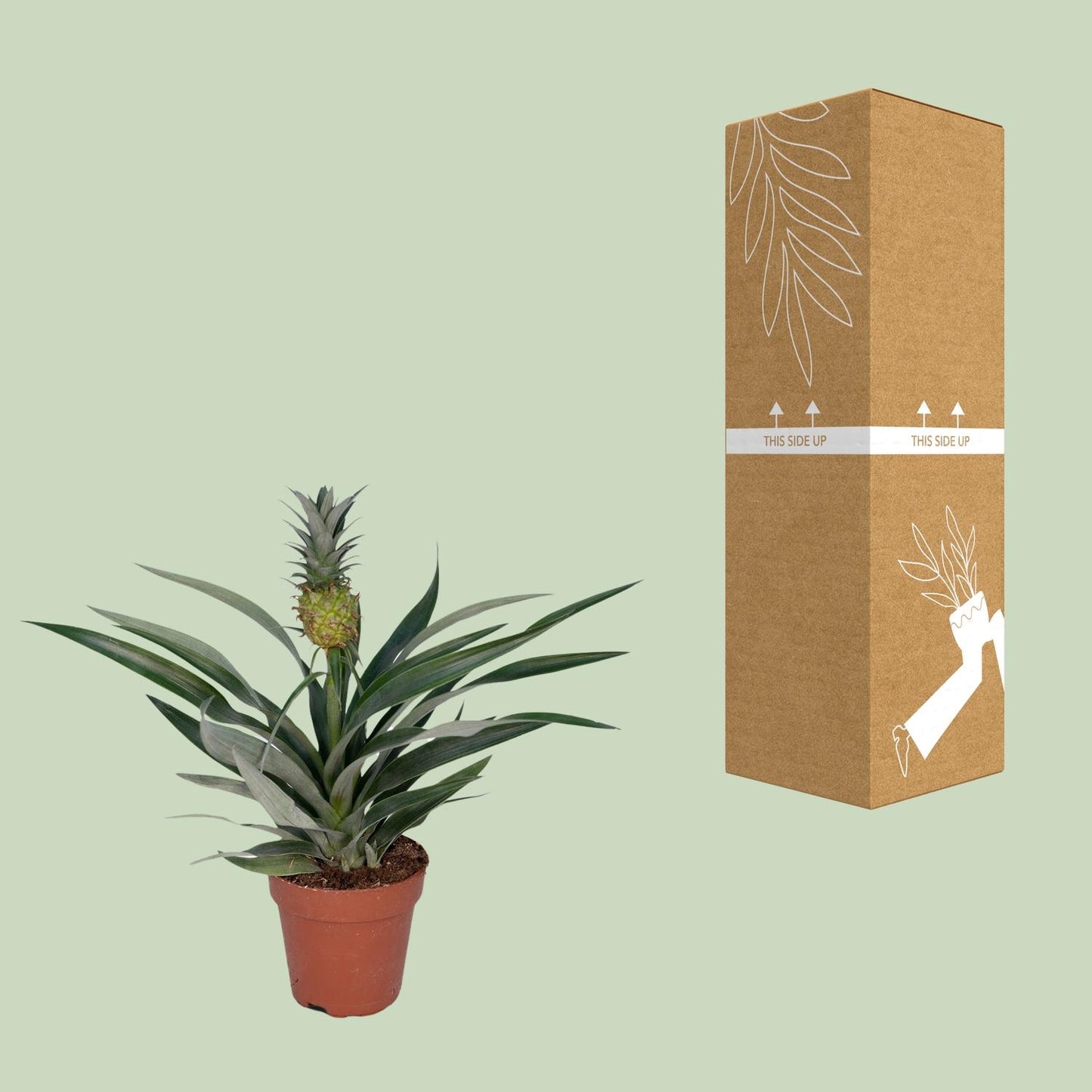 🍍 Bromelia Ananas