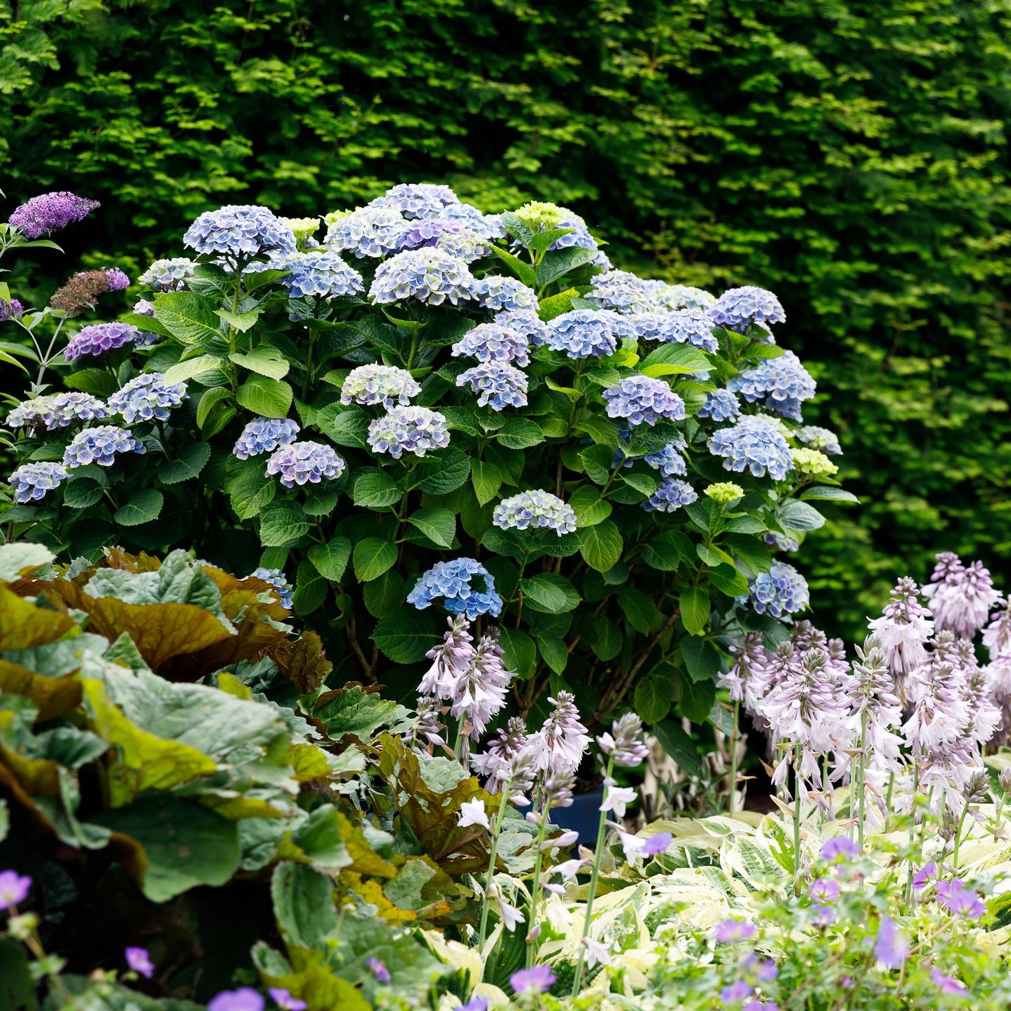 💙 Hydrangea ‘Magical Revolution Blue’ – Blauwe Hortensia | (2 stuks)