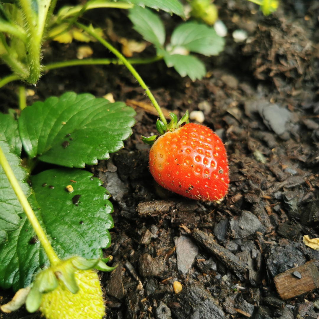 🍓 Biologische Aardbeiplanten | 12 Planten | 2x6 Pack | Fragaria